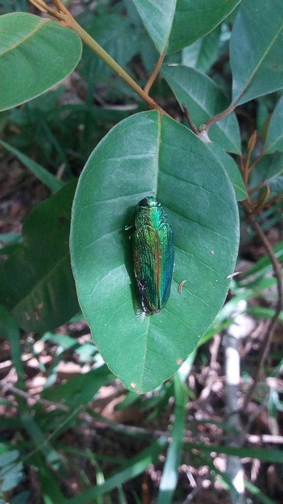 Colobogaster splendida