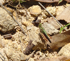 Aiolopus thalassinus