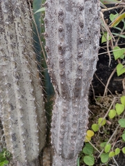 Cereus bicolor