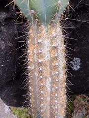 Cereus bicolor