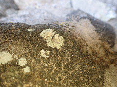 Grimmia alpestris