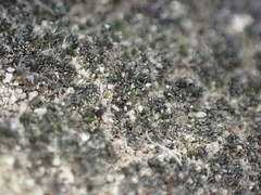 Grimmia alpestris