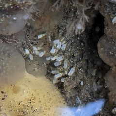 Pycnoclavella stanleyi