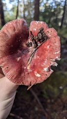 Russula murrillii
