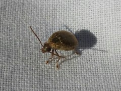 Acanthoscelides obtectus