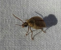 Acanthoscelides obtectus