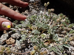 Potentilla pseudosericea