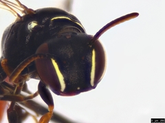 Hylaeus littleri