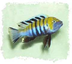 Afra Cichlid photo 2