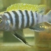 Afra Cichlid - Photo (c) Alexandra Tyers, some rights reserved (CC BY-SA)