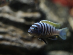 Afra Cichlid photo 5