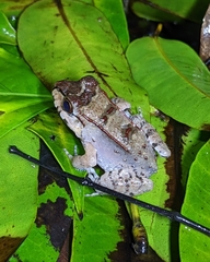 Leptodactylus knudseni