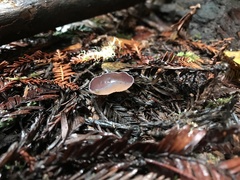 Geoscypha violacea