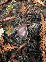 Geoscypha violacea