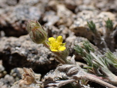 Potentilla pseudosericea