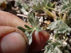 Potentilla pseudosericea