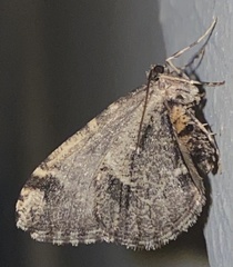 Stamnodes albiapicata