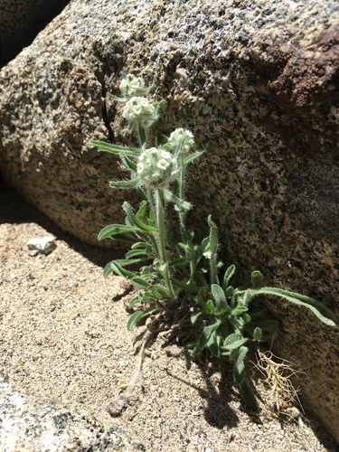 Sierra Cryptantha (Oreocarya nubigena)