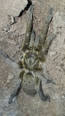 Harpactira