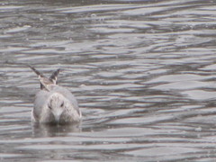 Larus brachyrhynchus