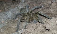 Harpactira