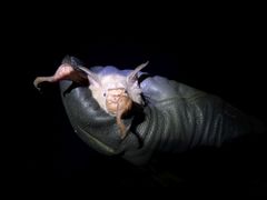 Macronycteris vittatus