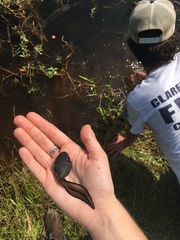 Lithobates heckscheri