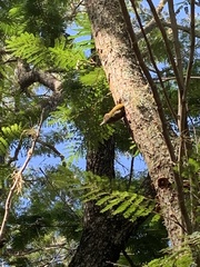 Dryobates passerinus