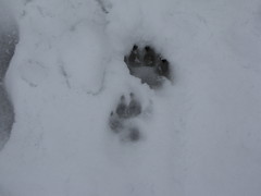 Canis familiaris