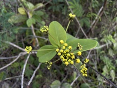 Stigmaphyllon floribundum