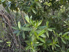 Stenostomum resinosum