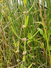 Alternanthera denticulata