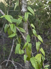 Tragia volubilis