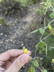 Rhynchosia reticulata