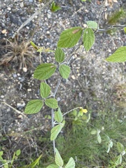 Rhynchosia reticulata