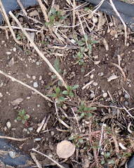 Solidago lepida salebrosa
