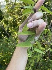 Passiflora multiflora