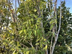 Passiflora multiflora