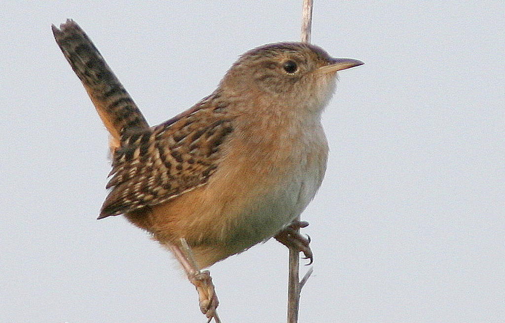 Sedge Wren photo