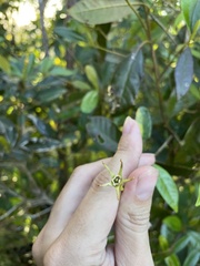 Gesneria pedunculosa