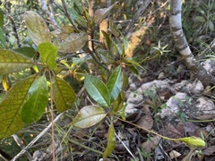 Gesneria pedunculosa