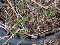 Solidago lepida salebrosa