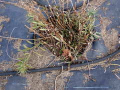 Solidago lepida salebrosa