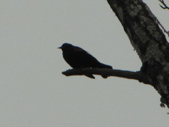 Agelaius phoeniceus caurinus