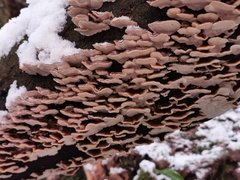 Trametes