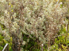 Atriplex lindleyi