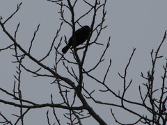 Agelaius phoeniceus caurinus