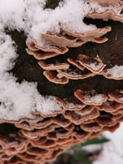 Trametes