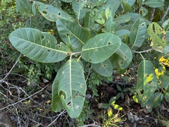 Ficus trigonata