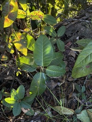 Ficus trigonata
